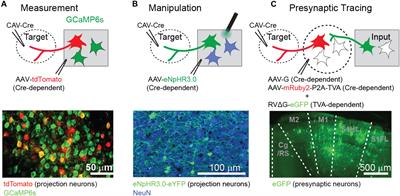 A Canonical Scheme of Bottom-Up and Top-Down Information Flows in the Frontoparietal Network